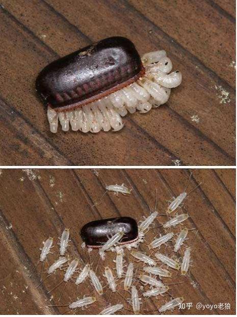 蟑螂幼虫长什么样? - 知乎