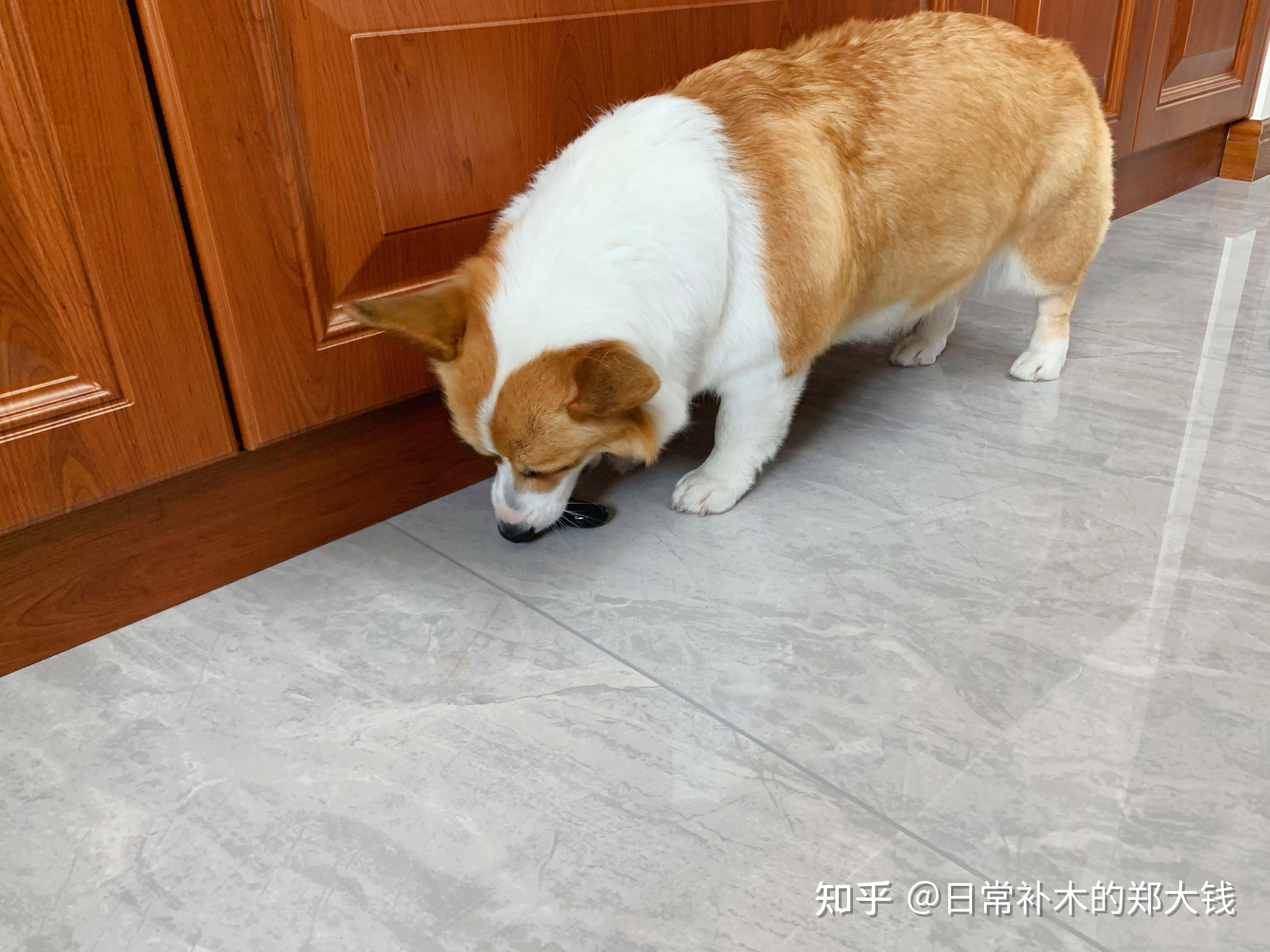 柯基不断尾会怎么样? - 知乎