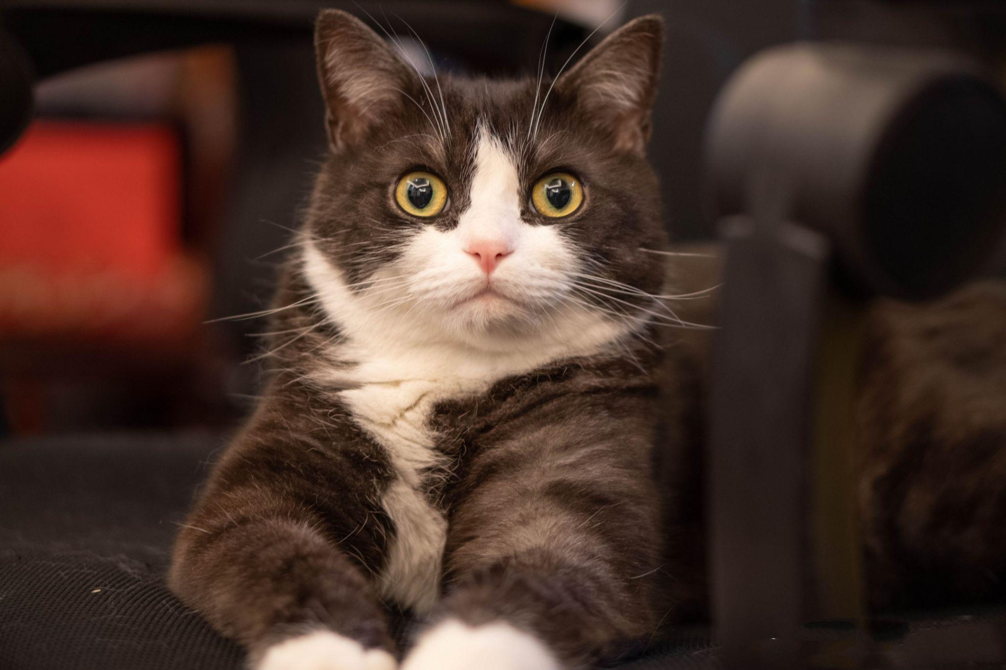 有没有可爱点的猫咪头像