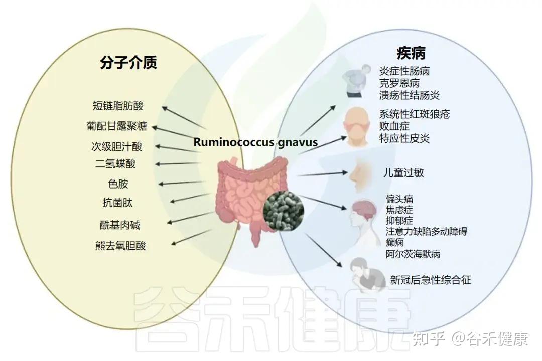 活泼瘤胃球菌（Ruminococcus gnavus）——多种疾病风险的潜在标志物 - 知乎