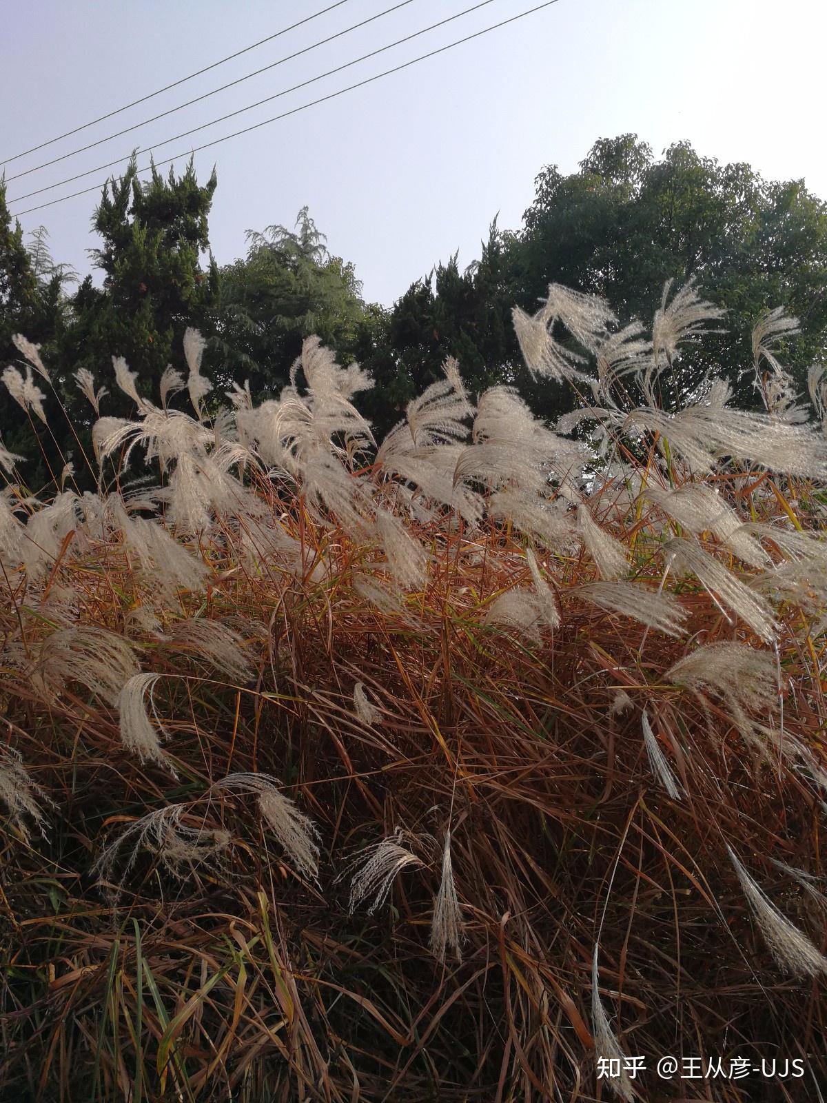 荻花何须秋瑟瑟——荻 - 知乎