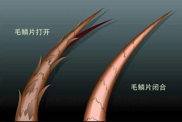 头发就是由:毛髓质,毛皮质(发芯),毛小皮(毛鳞片)构成的