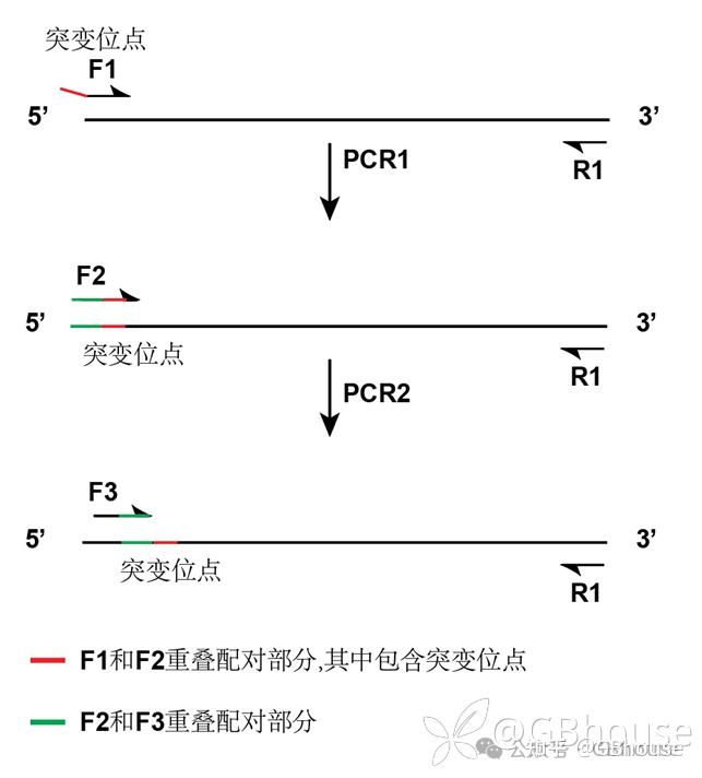 PCR定点突变实验实操-一看就会 - 知乎