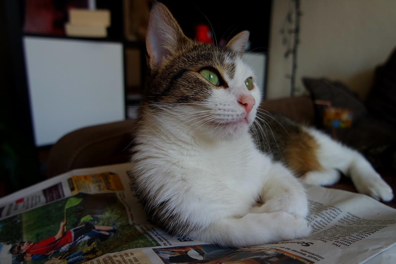 3. 属虎命理分析