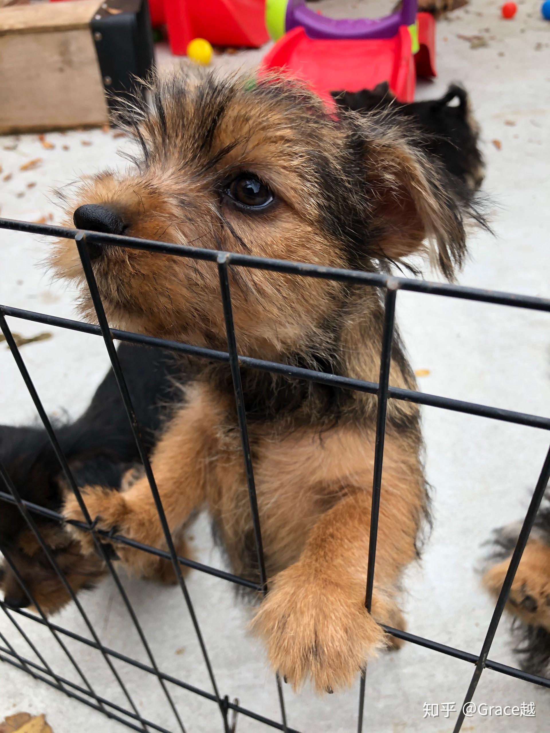 养一只诺里奇梗(诺维茨梗 norwich terrier)是什么感受?