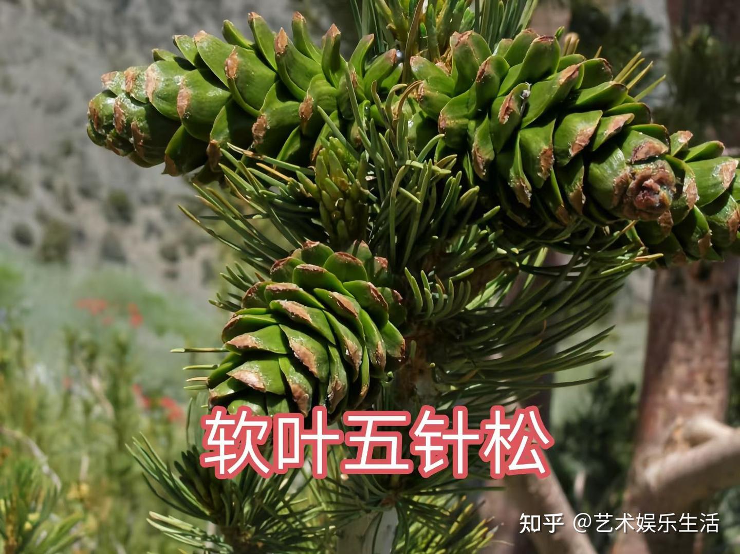 215种松科植物,最长寿的狐尾松已经活了4800岁 - 知乎