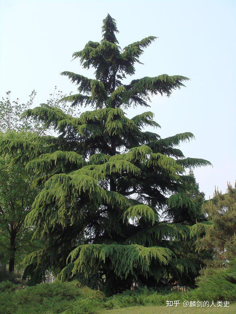 【地球生物全系列——植物篇】松柏目—松科(二) - 知乎
