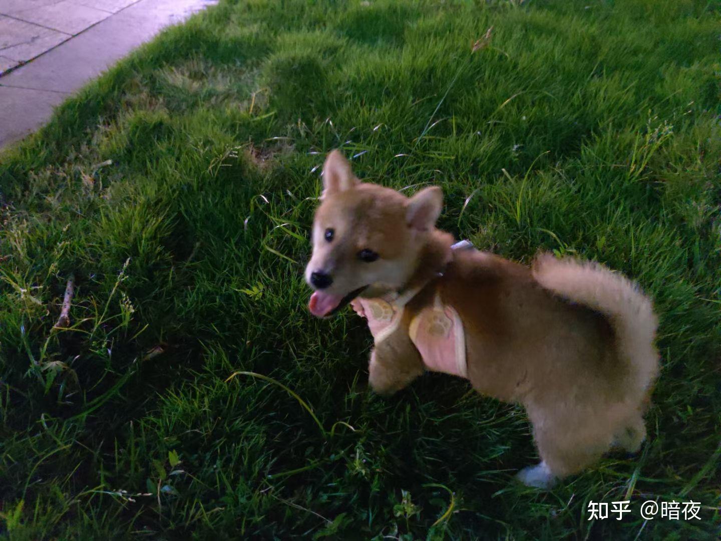 2个月的柴犬不太懂什么品种而且为什么尾巴和背上会这样