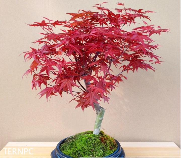 日本红枫红舞姬——植物非试管高效快繁日本红枫红舞姬 - 知乎