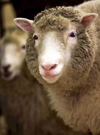 多利羊死因终澄清:早衰的锅,克隆技术不背!