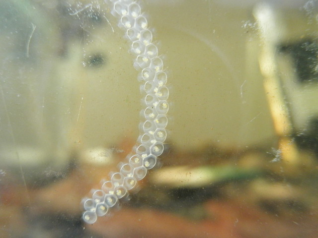 宝宝网!卵子是什么样的?"百折不回"-第2张图片-浩葵网