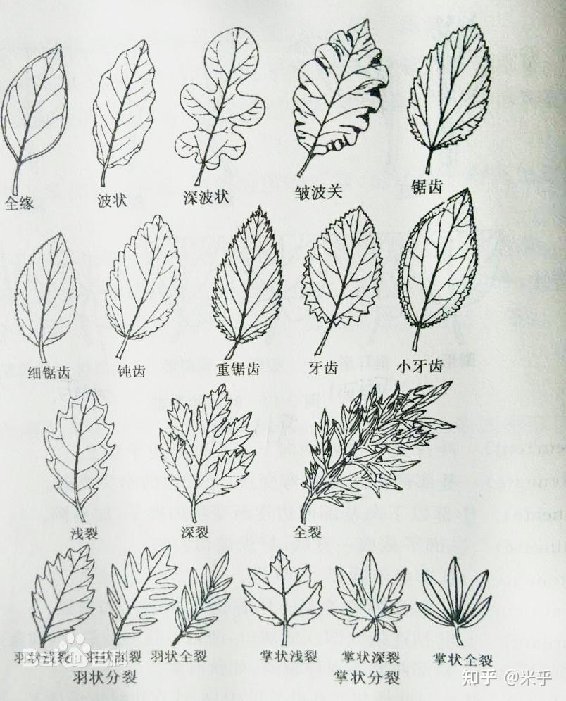 叶簇 复叶 草叶树叶的简单画法 - 知乎