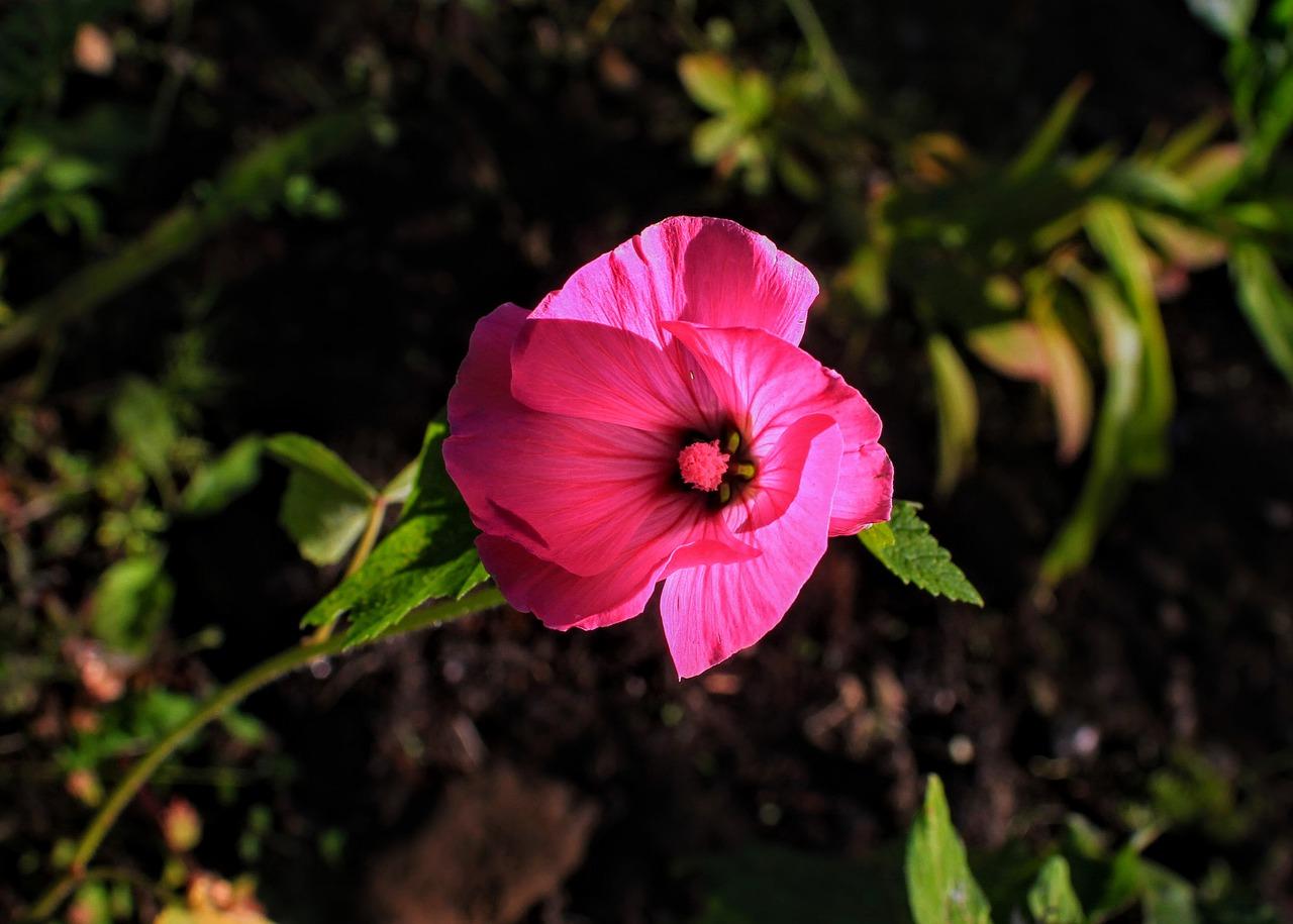 4. 黛粉叶科属特征