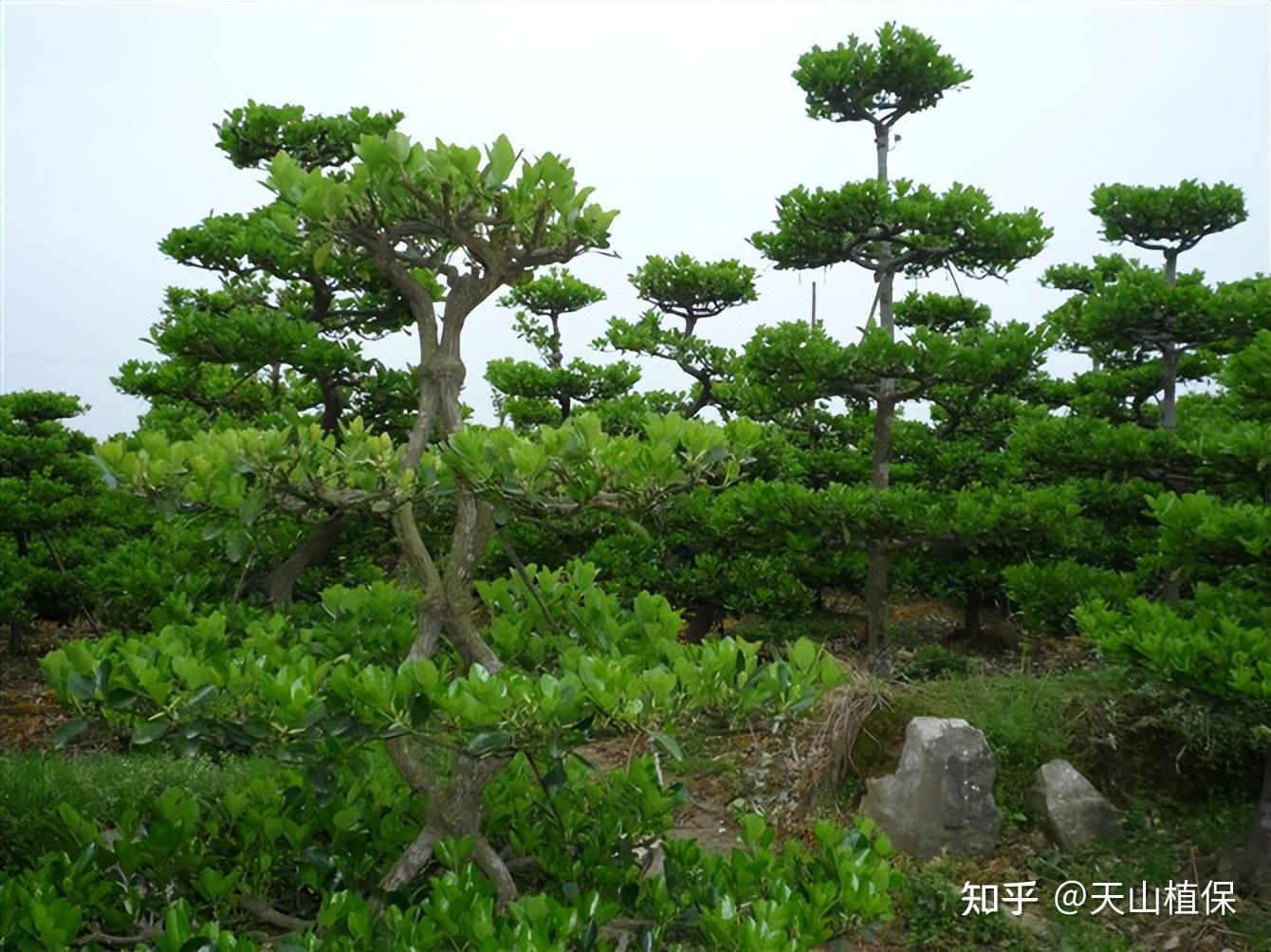 黄杨树的种植要点是什么？ - 知乎