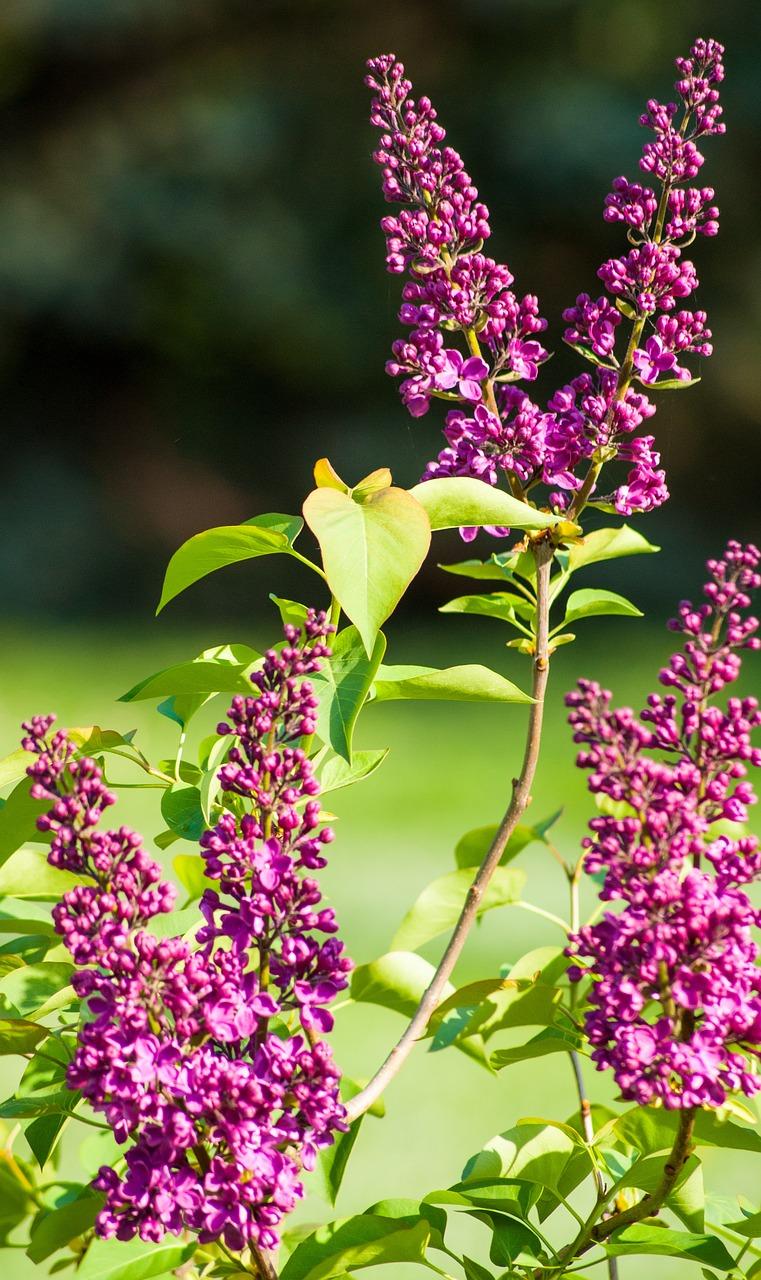 淡紫色可以配什么颜色