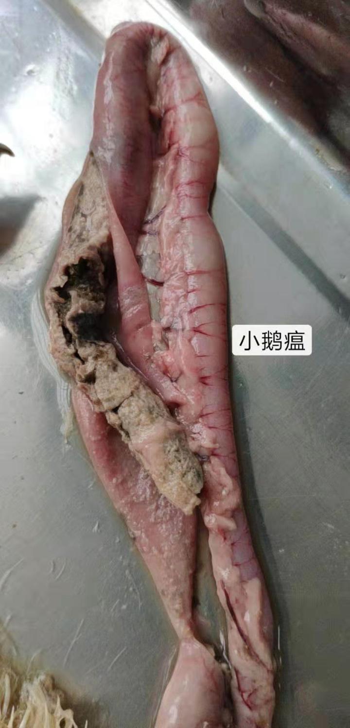 小鹅瘟是一种什么病?其病原是什么? 小鹅瘟的流行有哪些特点?