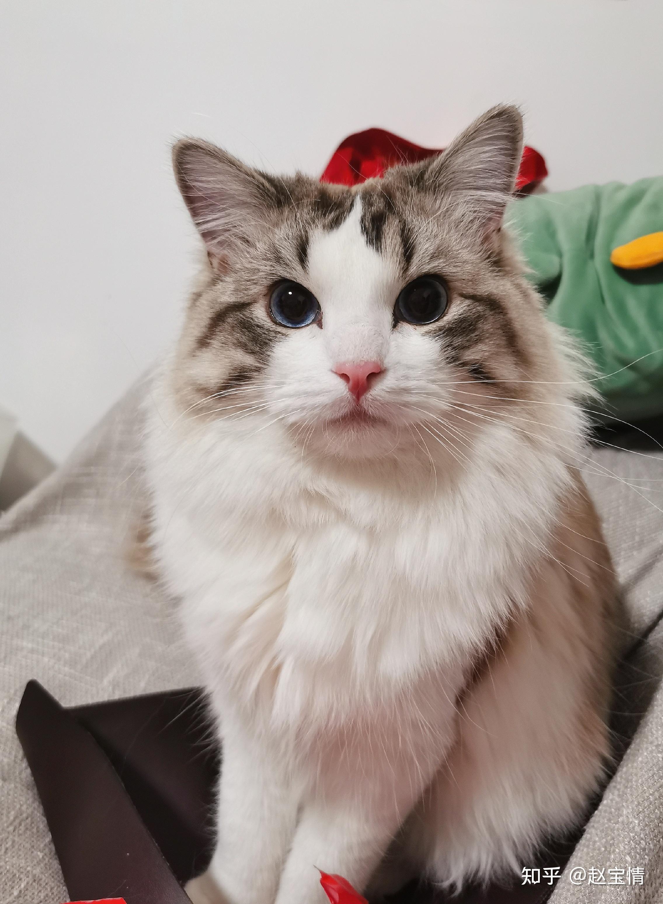 我可以看一下你们的山猫纹布偶长大是什么样子呢? - 知乎