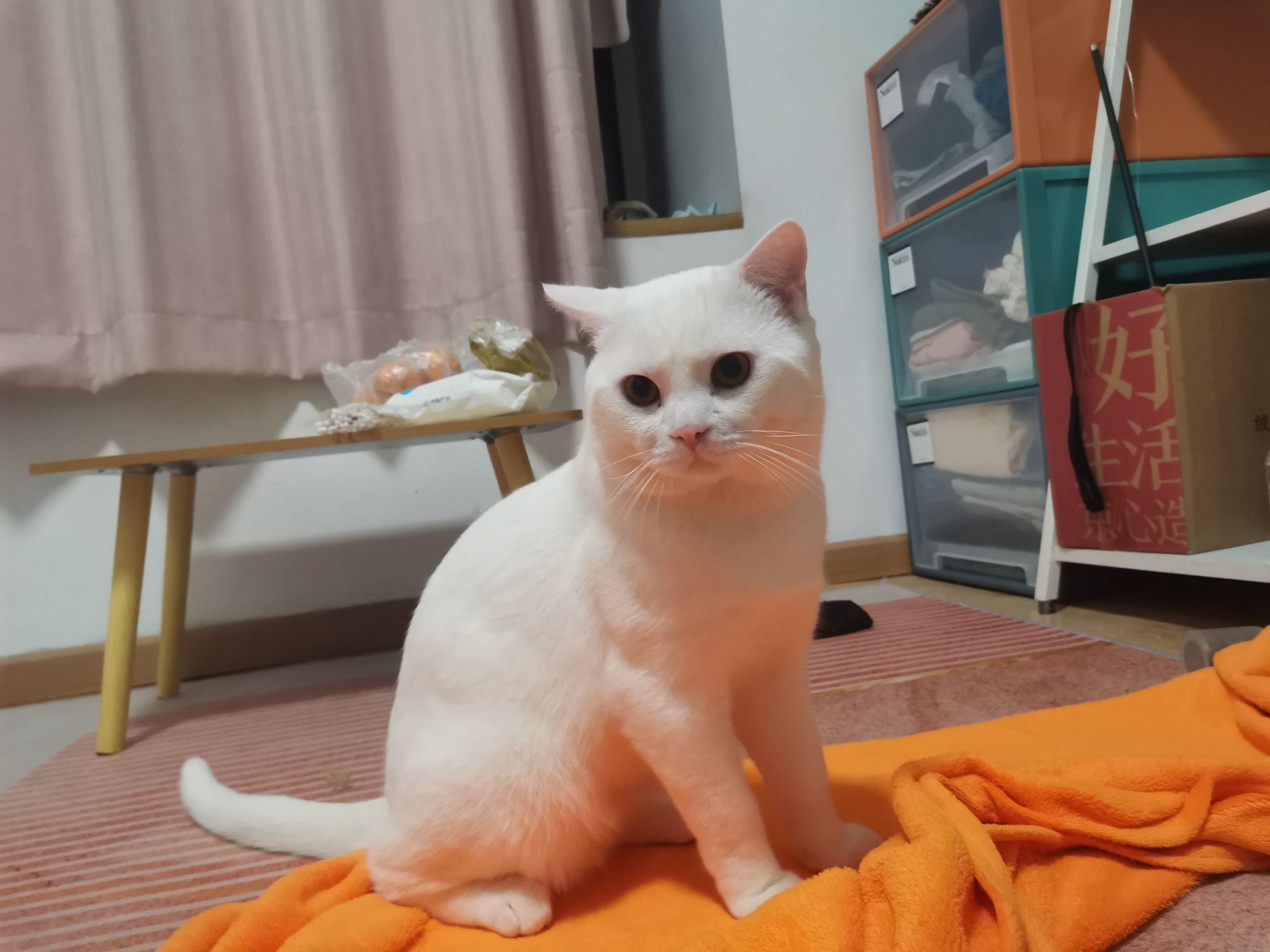 美短有纯白的吗? - 知乎