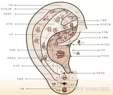 面诊、眼诊、鼻诊、耳诊、唇诊、舌诊、齿诊图...都收集齐了! - 知乎