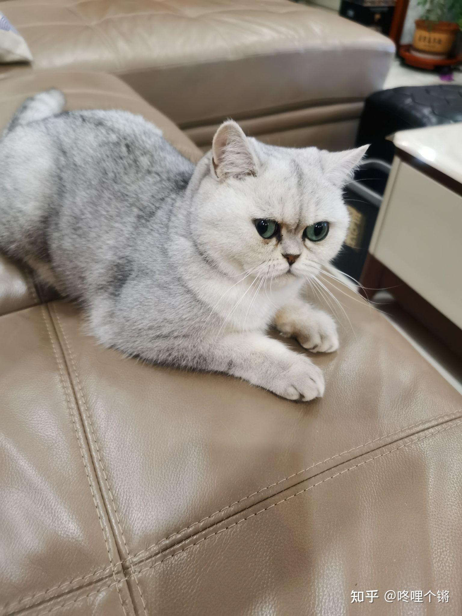 银渐层有多丑? - 知乎