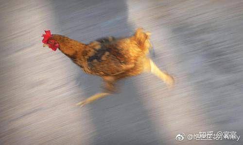 奔跑的鸡搞笑图片