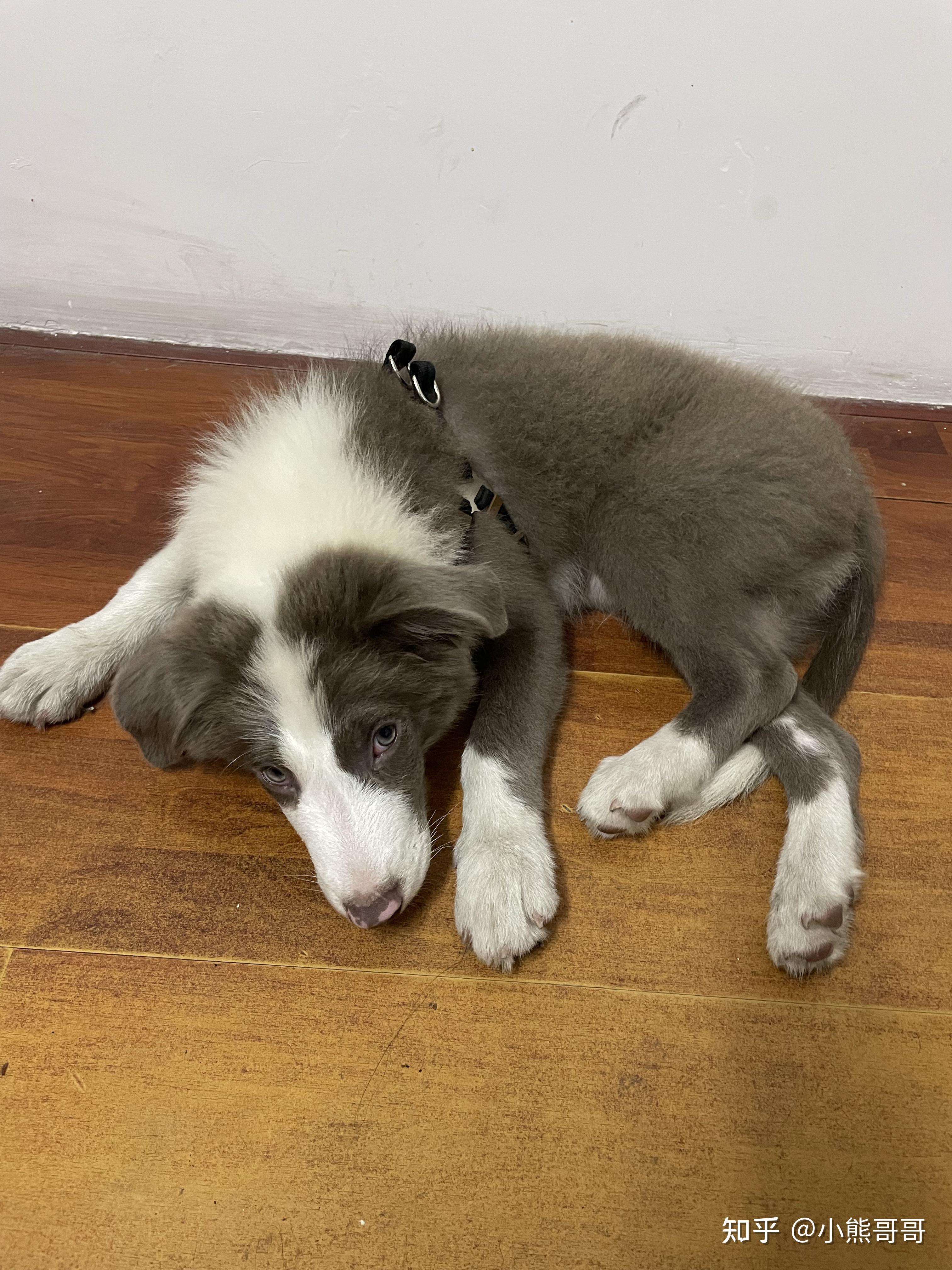 丁香色的边牧是比较稀有的吗? - 知乎