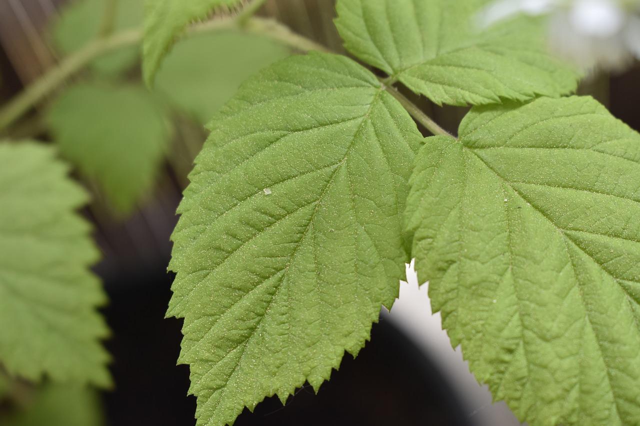 4. 家庭园艺选择