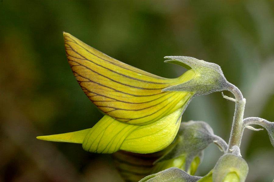 青花鸟crotalaria Cunninghamii 知乎