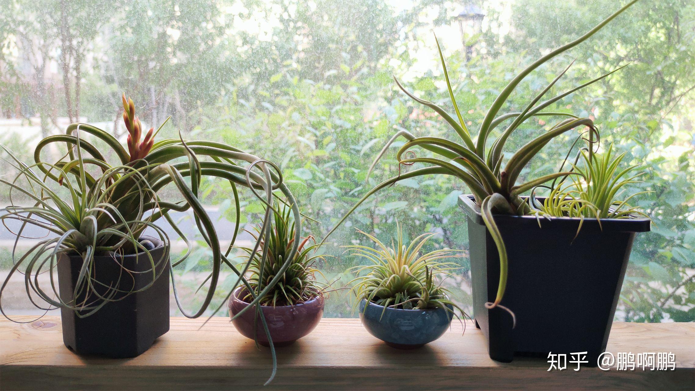 你们养的空气凤梨最后怎么样了