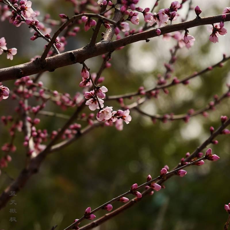 北京山桃花开了 知乎