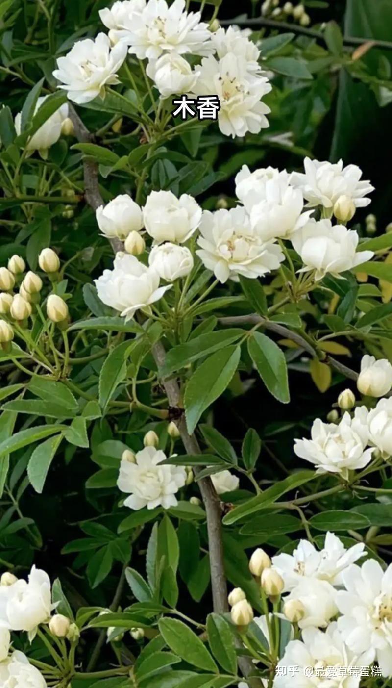 你知道哪些描写荼蘼花的诗词佳句