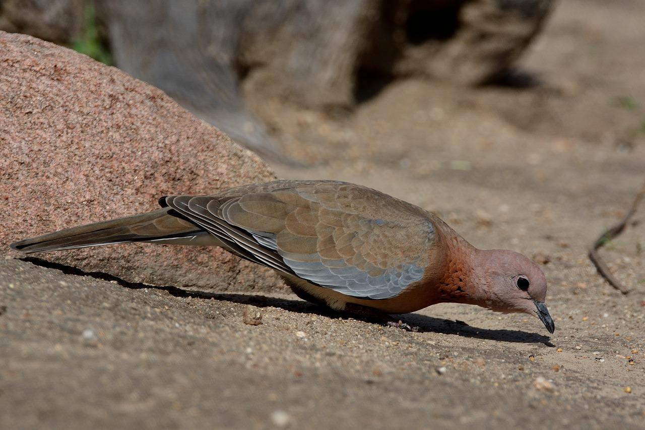 北京哪里知了猴多