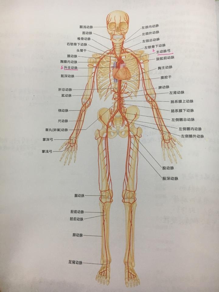 人的四肢血管分布及走向是不是左右对称的