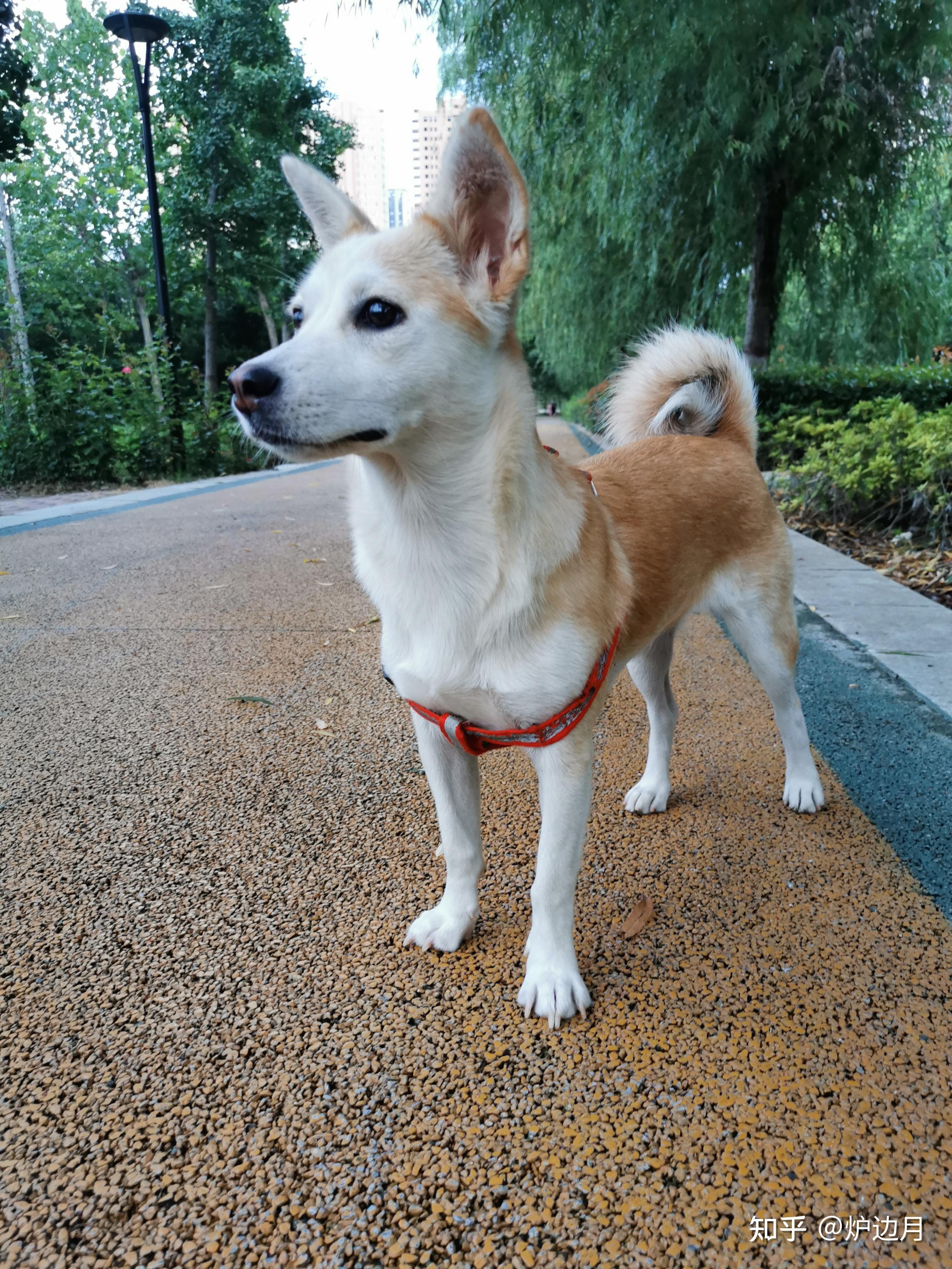 两三个月六斤小土狗,能长多大? - 知乎