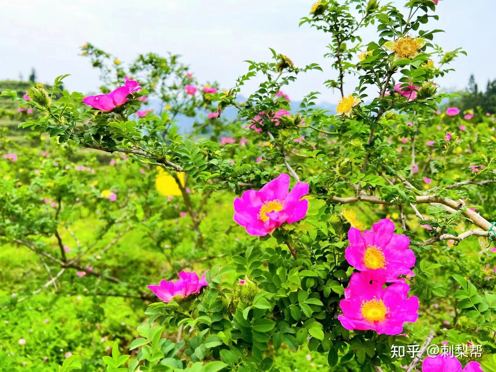原来是这个是刺梨的花！！！小时候经常看见，但是不知道叫什么，你们认识吗？ - 知乎