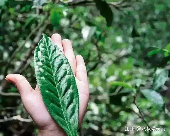 普洱茶区分大叶种和小叶种? - 知乎