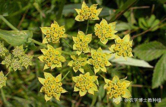 柴胡的人工栽培：掌握高产套种模式，实现药粮双丰收 - 知乎