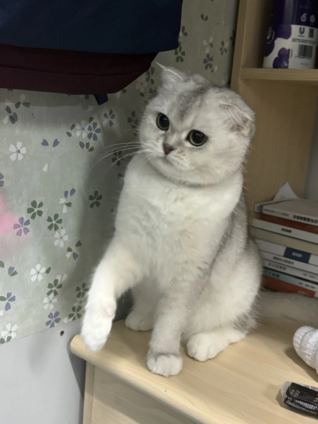 折耳猫几岁不发病就基本不会发病? - 知乎