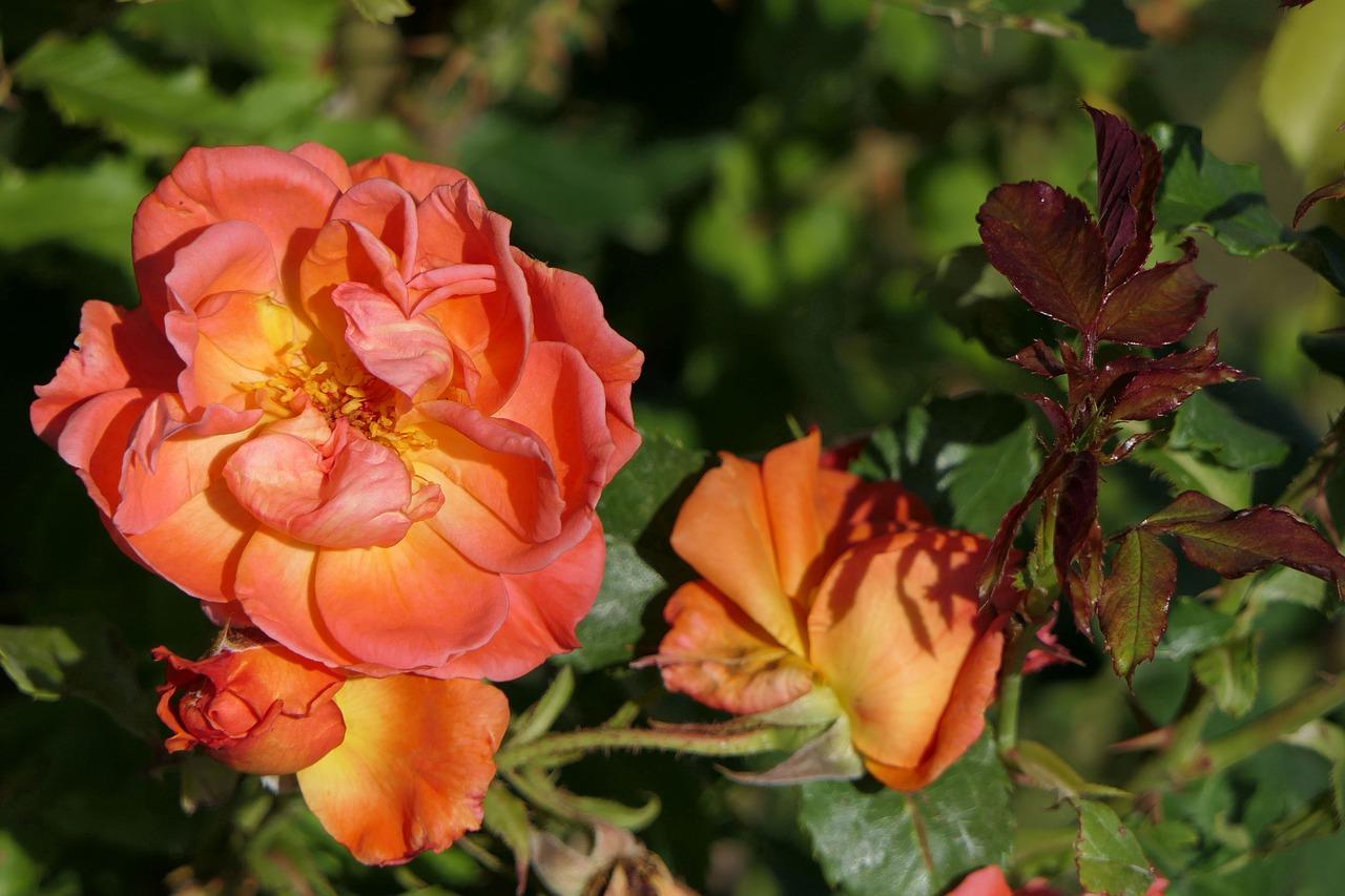 月季 冬季 施什么肥