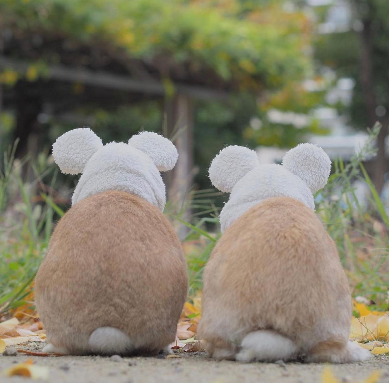 你收藏了哪些超治愈的图片