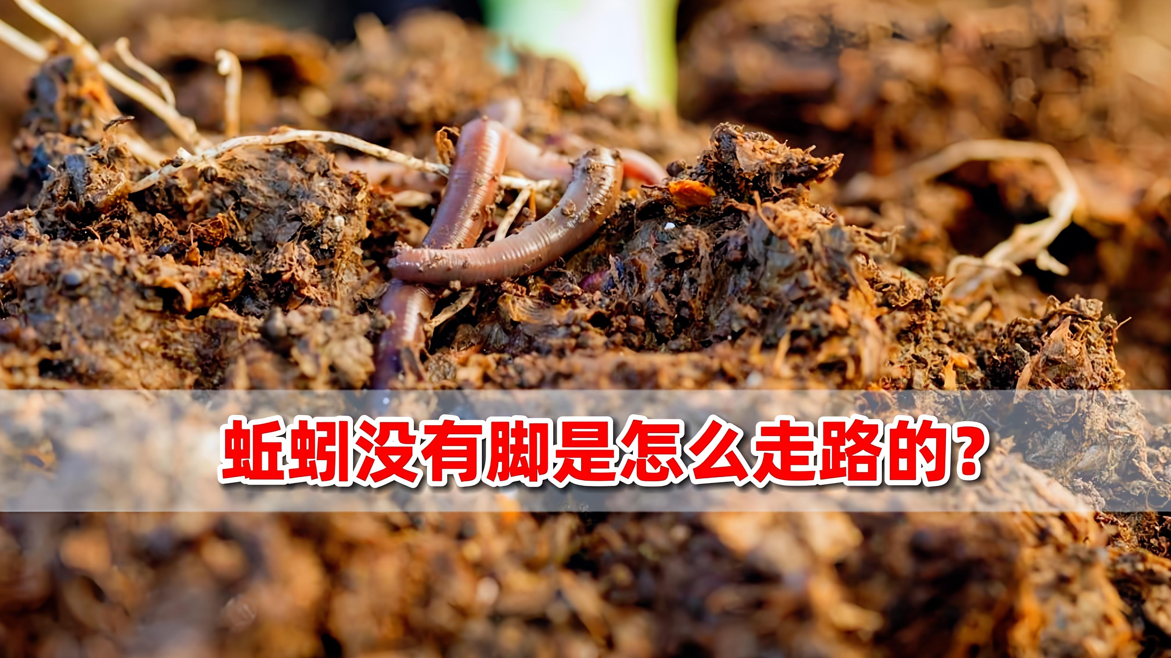 蚯蚓为什么断了还能活 蚯蚓为什么断了还能活