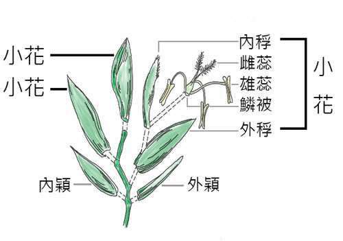 小穗是禾本科植物的花吗?