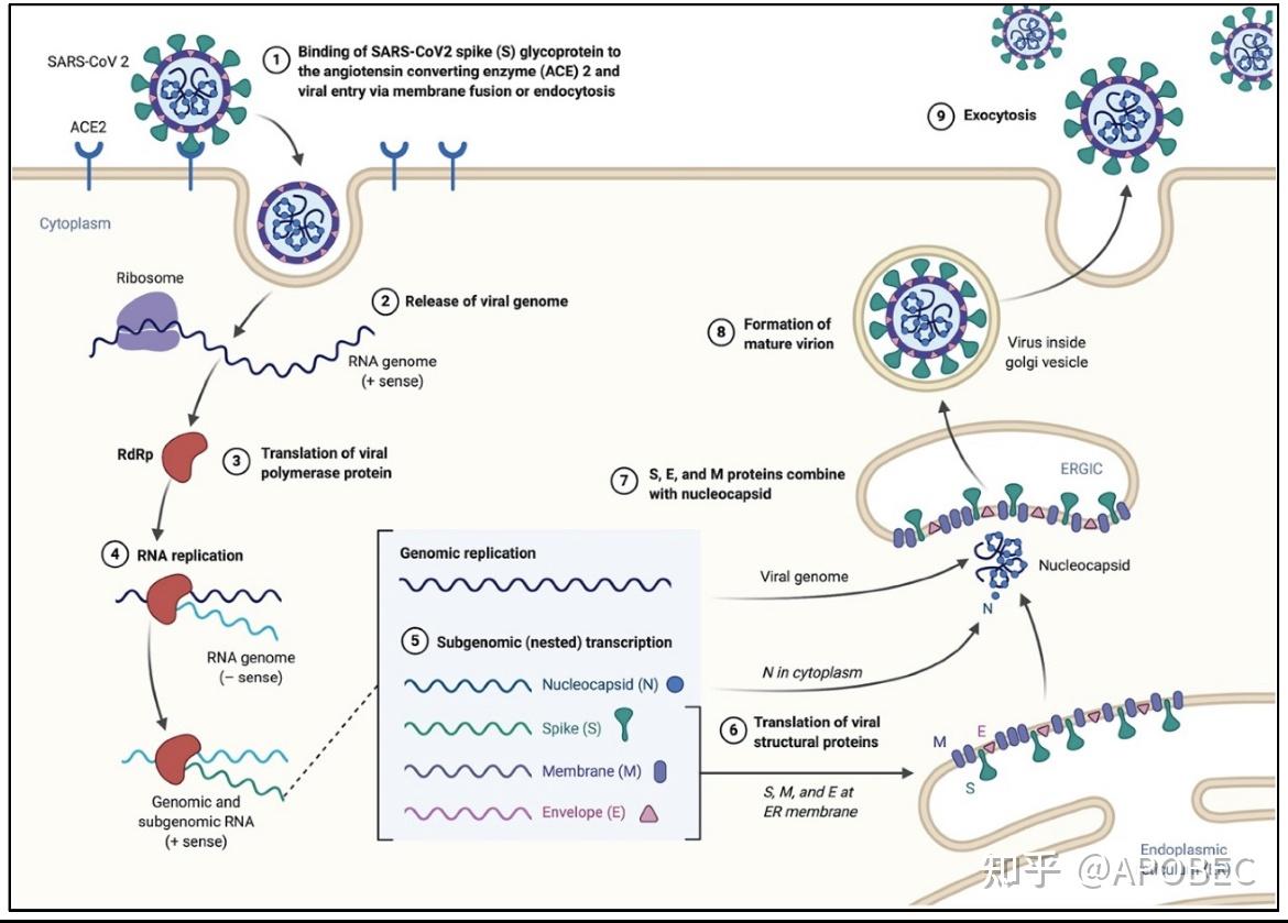 信使核糖核酸（mRNA）为什么能自我复制？ - 知乎