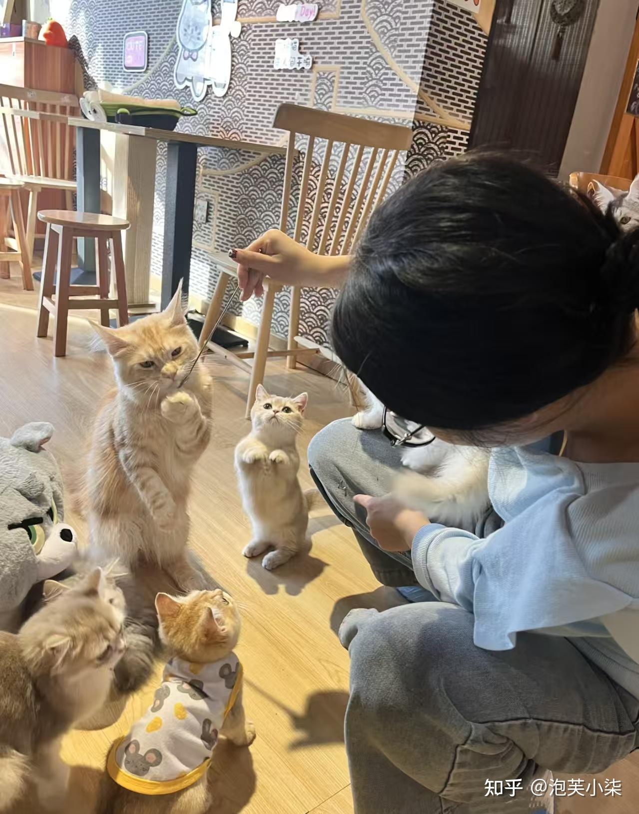 开猫咖2年,偷偷告诉你养猫不臭的秘诀!! - 知乎