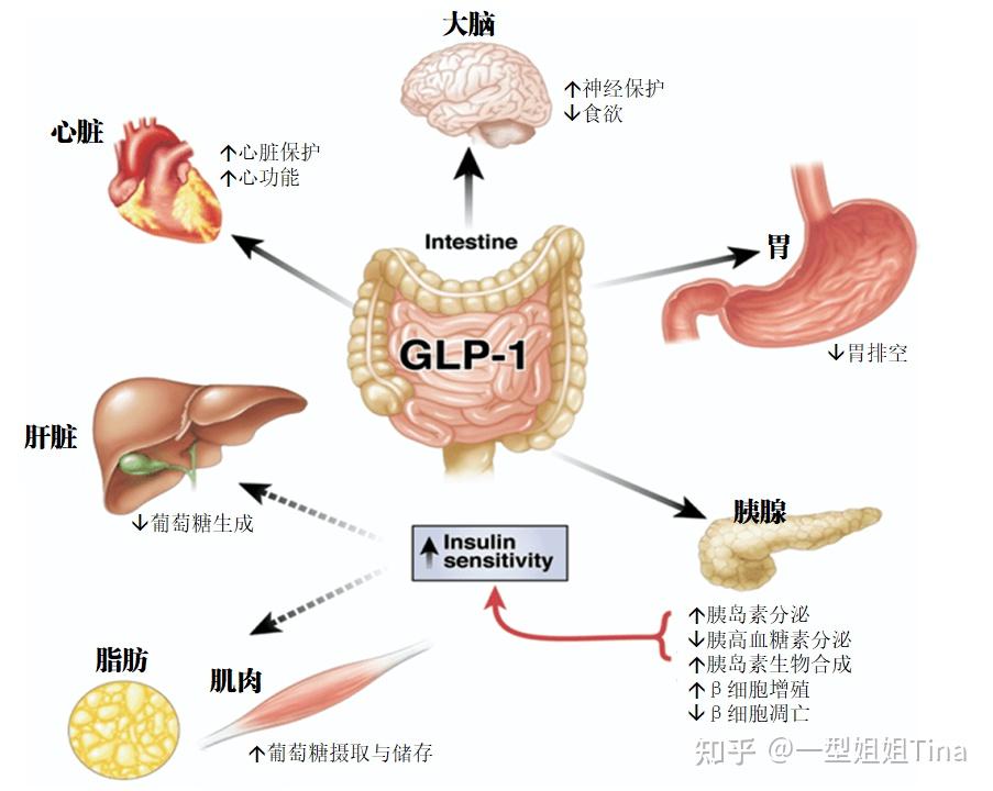 glp-1 incretin effect The Generation and Function of Active GLP-1 glp-1 incretin effect The Generation and Function of Active GLP-1