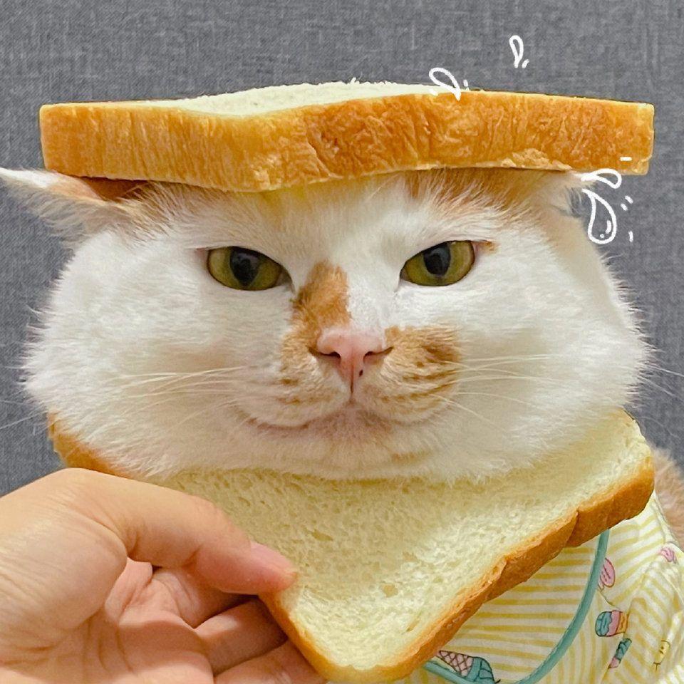 有哪些长相很有特点的网红猫咪? - 知乎