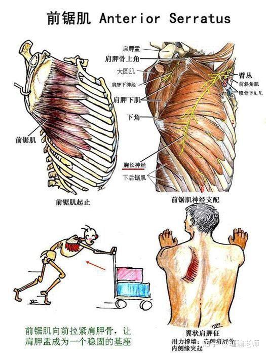 被忽视了的前锯肌 - 知乎