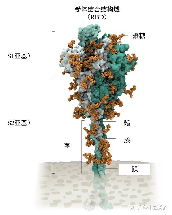 SARS-CoV-2的入侵、增殖与变异 - 知乎
