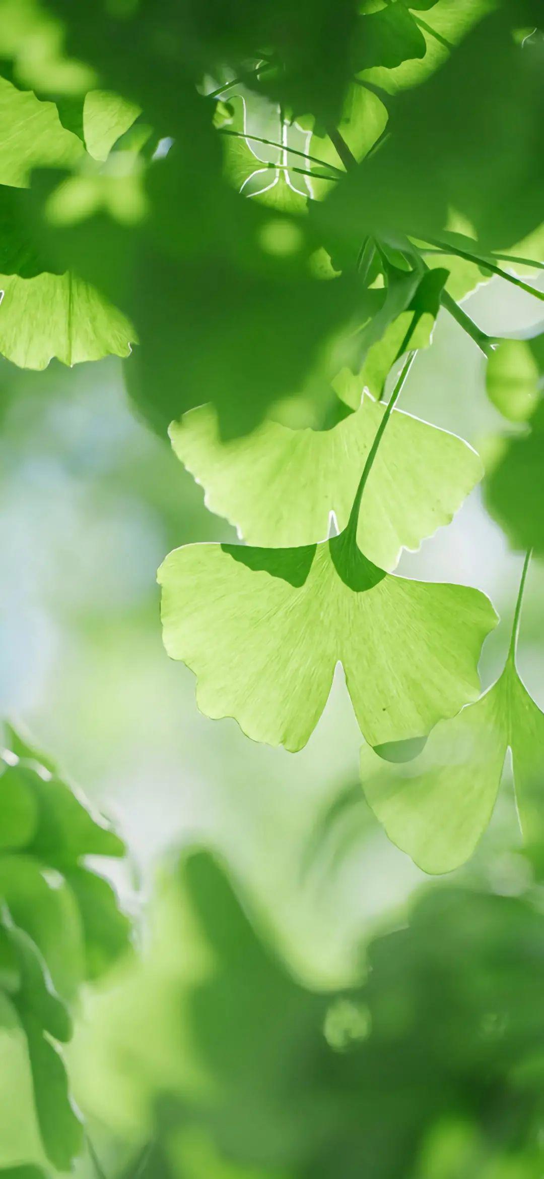 能分享一些绿色系的复古壁纸嘛? - 知乎