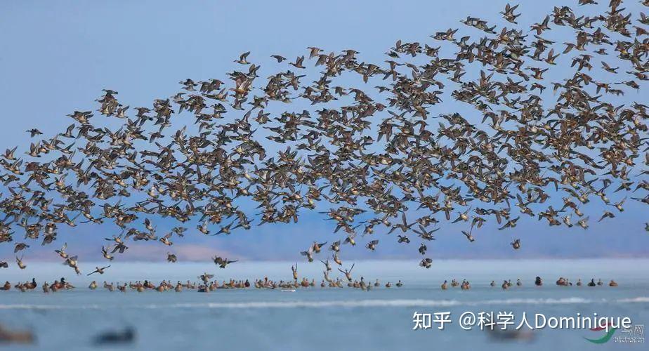 神奇的鸟类迁徙：揭秘鸟类如何准确无误地迁徙长途距离 - 知乎